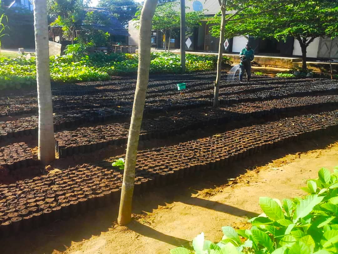 Person watering rows of young plants in a nursery