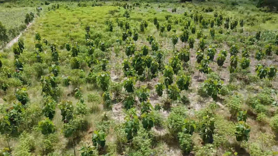Aerial view of a field with many young trees planted in rows
